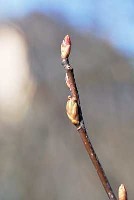 Osmaronia cerasiformis - vonivka třešňová - zimní pupen